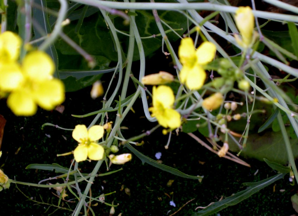 Diplotaxis tenuifolia